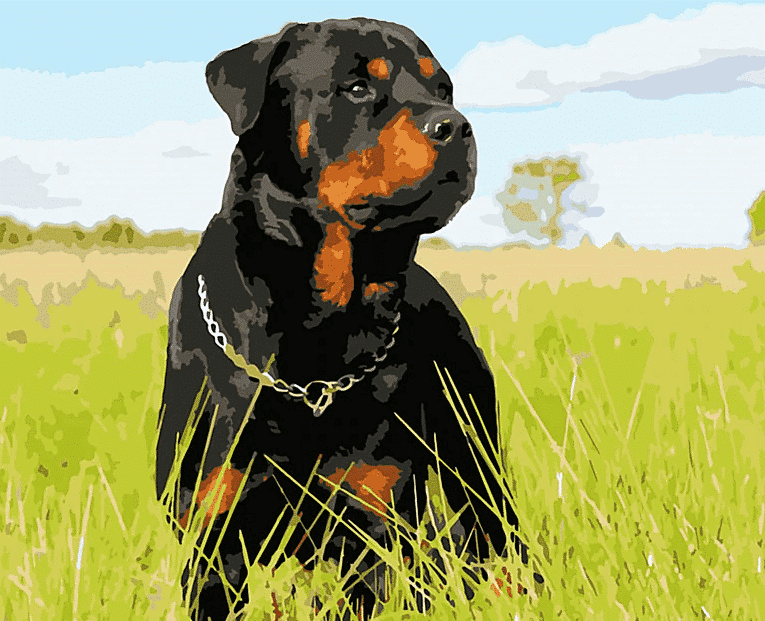 Rottweiler Paint by Numbers