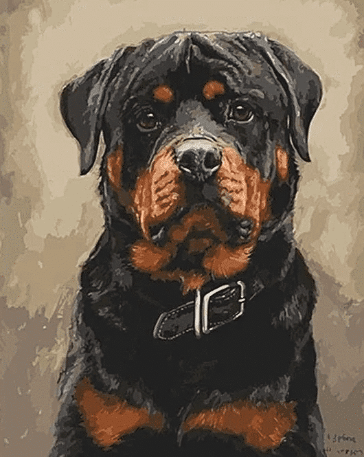 Paint by Numbers Kit Rottweiler Dog - Painting By Number