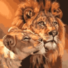 Lions together Paint By Number Kit - Painting By Number