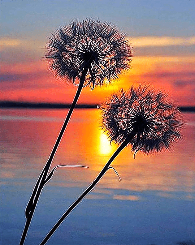 Paint by Numbers Kit Flower Dandelion - Painting By Number