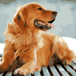 Paint by Numbers Kit Dog Golden Retriever - Painting By Number