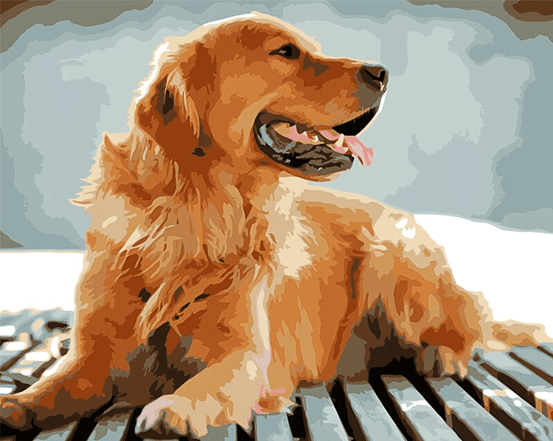 Paint by Numbers Kit Dog Golden Retriever - Painting By Number