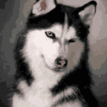 Paint by Numbers Kit Dog Cute Husky - Painting By Number