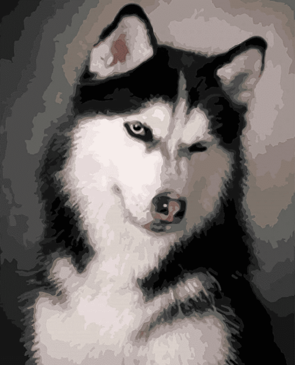 Paint by Numbers Kit Dog Cute Husky - Painting By Number