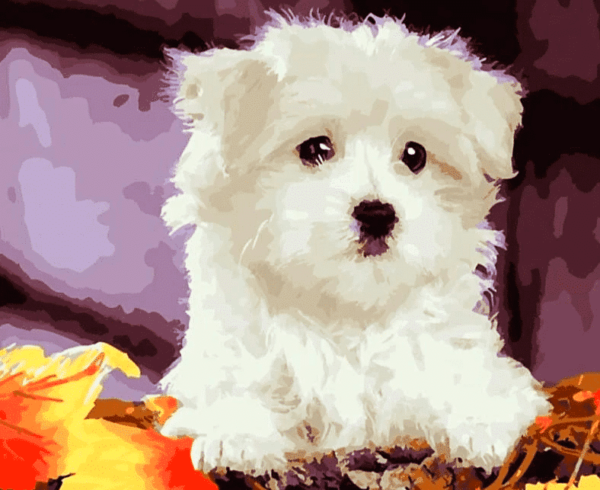 Paint by Number Kit White Cute Dog - Painting By Number