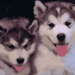 Paint by Numbers Kit Puppies Husky - Painting By Number