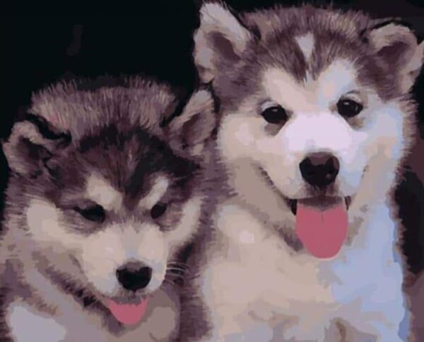 Paint by Numbers Kit Puppies Husky - Painting By Number