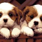 Two Puppies Paint by Numbers Kit - Painting By Number