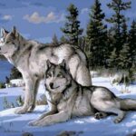 Two Wolves Paint by Numbers Kit - Painting By Number