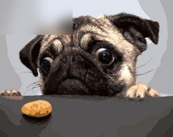 Pug Paint by Numbers Kit - Painting By Number