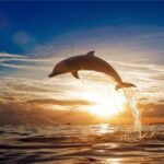 Sunset Dolphin Paint By Number Kit - Painting By Number