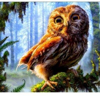 Baby Owl - Paint by Numbers Kit