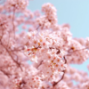 Cherry Blossom Dreams - Living Room Paint by Numbers