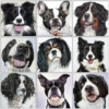Dog DIY Diamond Animal Painting Kits Diamond Painting Kit - DIY Art