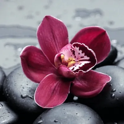 Kit de Pintura por Números: Flores y Lluvia