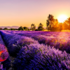 Lavender Fields - Bedroom Paint by Numbers