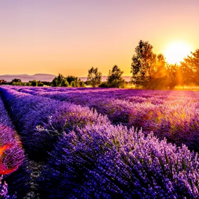 Campos de Lavanda — Pintar por Números para Dormitorio