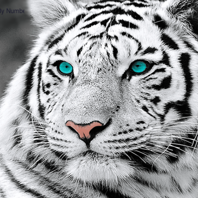Blue Eyed Tiger Paint by Numbers Kit - DIY Art