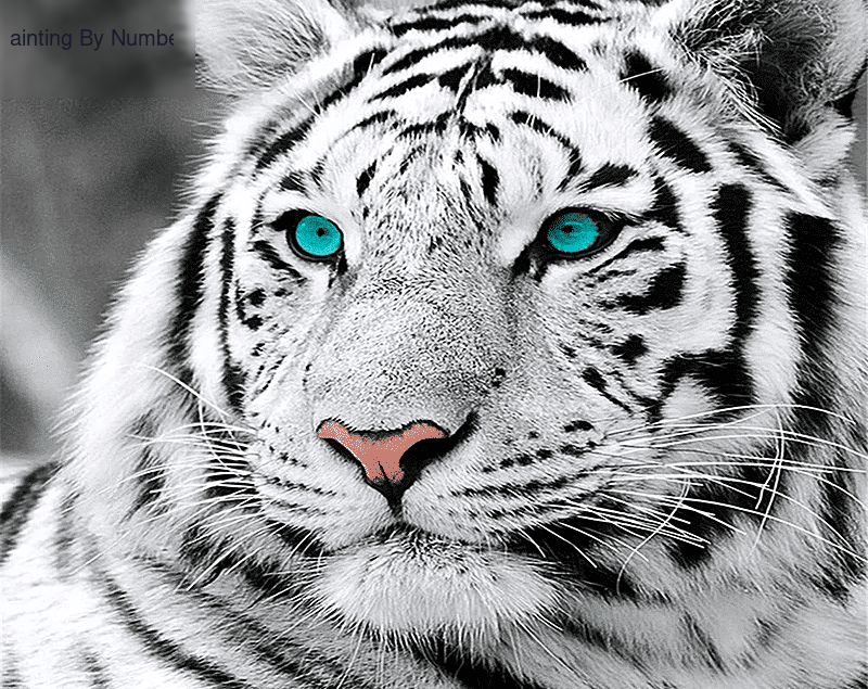 Blue Eyed Tiger Paint by Numbers Kit - DIY Art