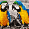 Cute Parrots Paint by Numbers Kit