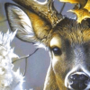 Deer Paint by Numbers Kit