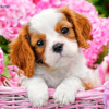 Dog Basket Puppy Paint by Numbers Kit