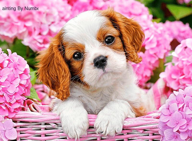 Dog Basket Puppy Paint by Numbers Kit - DIY Art