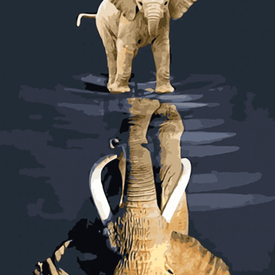 Elephant Baby Reflection Paint by Numbers Kit - DIY Art