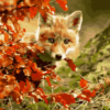 Fox & Maple Paint by Numbers Kit