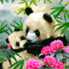 Panda Mom Paint by Numbers Kit
