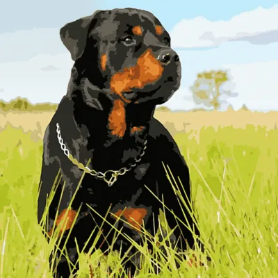Rottweiler Dog Paint by Numbers Kit