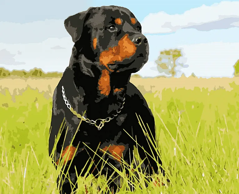 Rottweiler Dog Paint by Numbers Kit