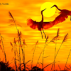 Paint by Numbers Kit Sunset Crane Landscape