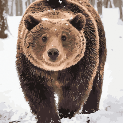 Snow Bear Paint By Numbers Kit - Painting By Number